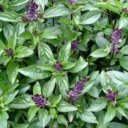 1000 Ocimum basilicum Cinammon Basil Seeds Non-GMO  - $6.89