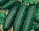 25 Marketmore 76 Cucumber Seeds Non Gmo Heirloom Organic Fresh Fast Ship... - £7.22 GBP