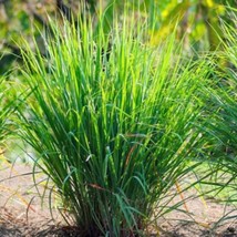 SEPT 50+ Lemon Grass Seeds (Cymbopogon Citratus) Fresh Garden Seeds Usa - £4.54 GBP