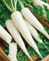 SEPT 100+ White Icicle Radish Seeds. Fresh For Gardens - $5.88