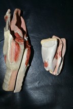 Lot of 2 Rare Antique Plaster/Papier Mâché Throat Anatomical Model 1920s - $85.04