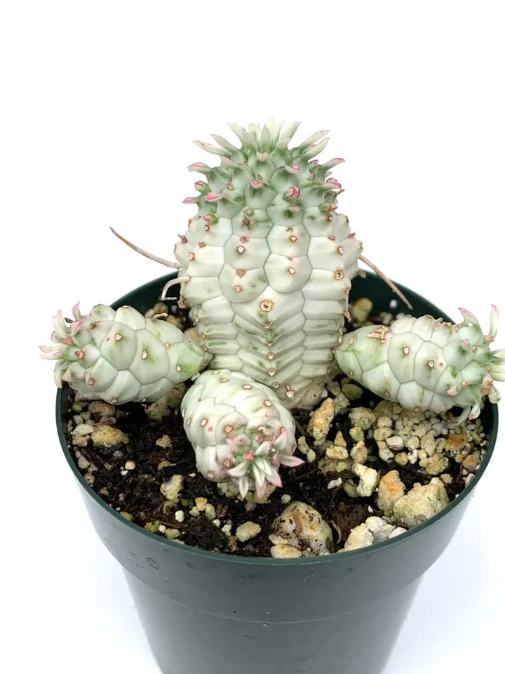 Indian Corn Cob Euphorbia Euphorbia Mammillaris Variegata Live Succulents - £19.17 GBP