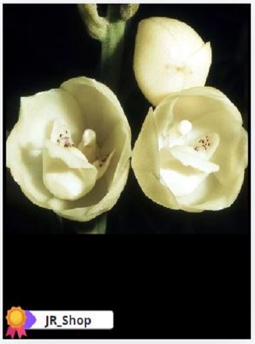 Dove Orchid Or Holy Ghost Orchid (Peristeria Elata) Flower Seed
