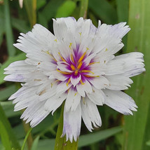 Catananche amor white thumb200