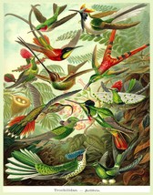 7964.Decoration Poster.Home room design wall art decor.Colorful hummingbird art - £12.98 GBP+