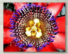 Passion Flower, Abstract Floral Art, Fine Art Macro Photo - Metal, Canvas, Paper - £24.74 GBP+