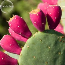 Green Cactus With Red Flowers Prickly Pear Succulent Plants 10 Seeds Edible Orna - £9.48 GBP