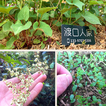 Organically Grown Reynoutria Multiflora Seeds For Herbal Remedies Garden USA Shi - £11.06 GBP