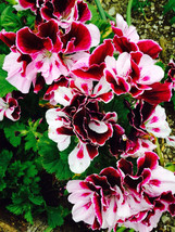 10 Seeds Exotic &#39;Heimei&#39; Geranium Seeds White Red Black Cranesbills Trio Gardeni - £3.08 GBP