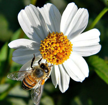 Spanish Needles Bidens Pilosa ROMERILLO MEDICINAL butterflies garden  500 seeds - $14.99