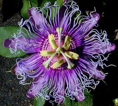 1 PASSIFLORA INCARNATA MAYPOP Starter Plant Incarnata BUTTERFLY HEAVEN - £31.60 GBP