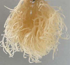 Irish sea moss semveta 50g - $147.42 MXN