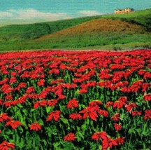 California CA Field Of Pointsettias UNP Vtg Linen Postcard Teich Colortone - £3.11 GBP