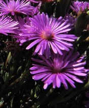 lampranthus stipulaceus - $3.49