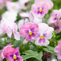 200 Pcs Panola Pink Shades Mix Pansy (Viola) Seeds for Garden - $10.99