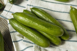 25 Seeds Persian Cucumbers Fresh Seeds - £5.26 GBP