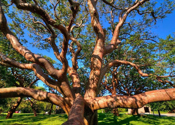 Gumbo Limbo Bursera Simaruba tropical hardwood rare flowering rare tree ... - $18.08