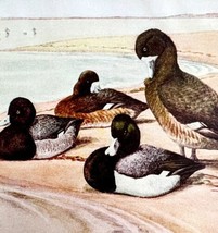 Ring Necked And Scaup Ducks 1936 Bird Art Lithograph Color Plate Print DWU12B - £19.92 GBP