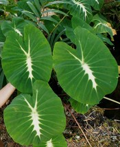 Live Plant Elephant Ear - Colocasia &#39;Nancyana&#39; Nancy&#39;s Revenge tropical garden - £40.16 GBP