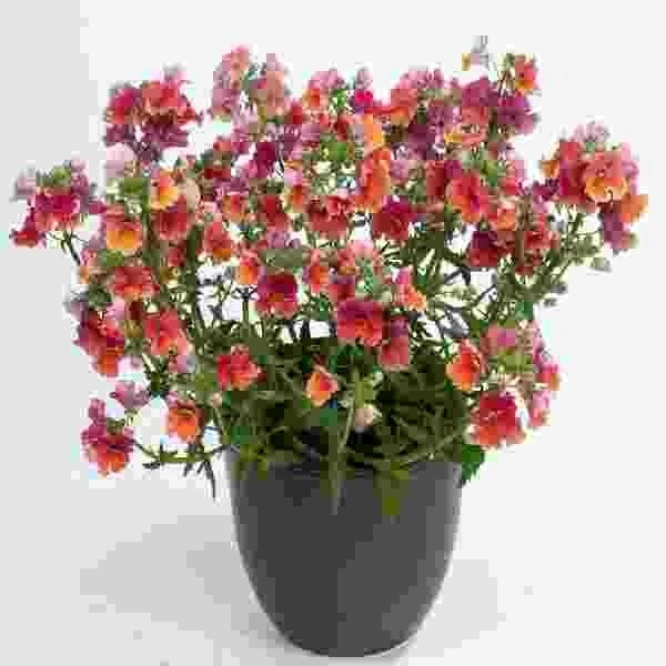 Nemesia Live Plants, Well-rooted Plug Long-lasting Colorful (Nesia Tropi... - $383.58 MXN