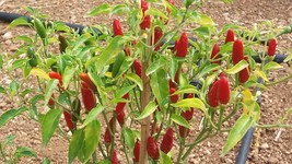 Puta Madre, 20 hot pepper seeds heirloom seeds the hot pepper of canary ... - $2.50