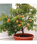 Dwarf Apricot Tree{Prunus Armeniaca}Organic 5 Pre-Stratified Seeds - €11,07 EUR