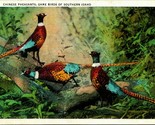 Cinese Fagiani Gioco Uccelli Di Sud Idaho Id 1933 Wb Cartolina B1 - $7.13