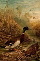 Mallard Duck by Friedrich Wilhelm Kuhnert - Art Print - £17.57 GBP+