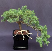 Juniper Bonsai Tree - Cascade Trained in Jin Style  (juniper procumbens nana)  - £763.07 GBP