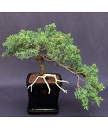 Juniper Bonsai Tree - Cascade Trained in Jin Style  (juniper procumbens nana)  - $950.00