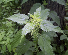 3000 Stinging Nettle Seeds Urtica Dioica Plant Deer Resistant Garden USA Shippin - $13.98