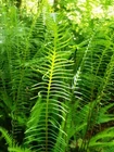 1000 western Lady fern spores (seeds) Filix femina, cold hardy, up to 3&#39;... - $11.03 CAD