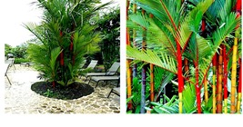 Red Sealing Wax &quot;Lipstick&quot; Palm Tree 10 Seeds (Cyrtostachys Renda) House Plant - £17.57 GBP