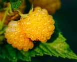 Salmonberry  Fruit Bearing Shrub  Rubus Spectabilis 25 Seeds - $8.99