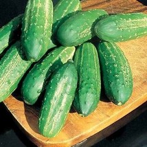 GIB 25 Seeds Easy To Grow Calypso Cucumbers Hybrid 52 Days Harvest 3&quot;&quot; Firm Vege - £7.08 GBP