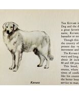 Kuvasz 1939 Dog Breed Art Ole Larsen Color Plate Print Hungarian Sheep P... - $42.03 CAD