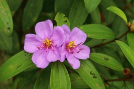 Indian rhododendron - Melastoma malabathricum - Senduduk - 25+ Seeds - (GX 058) - £1.58 GBP