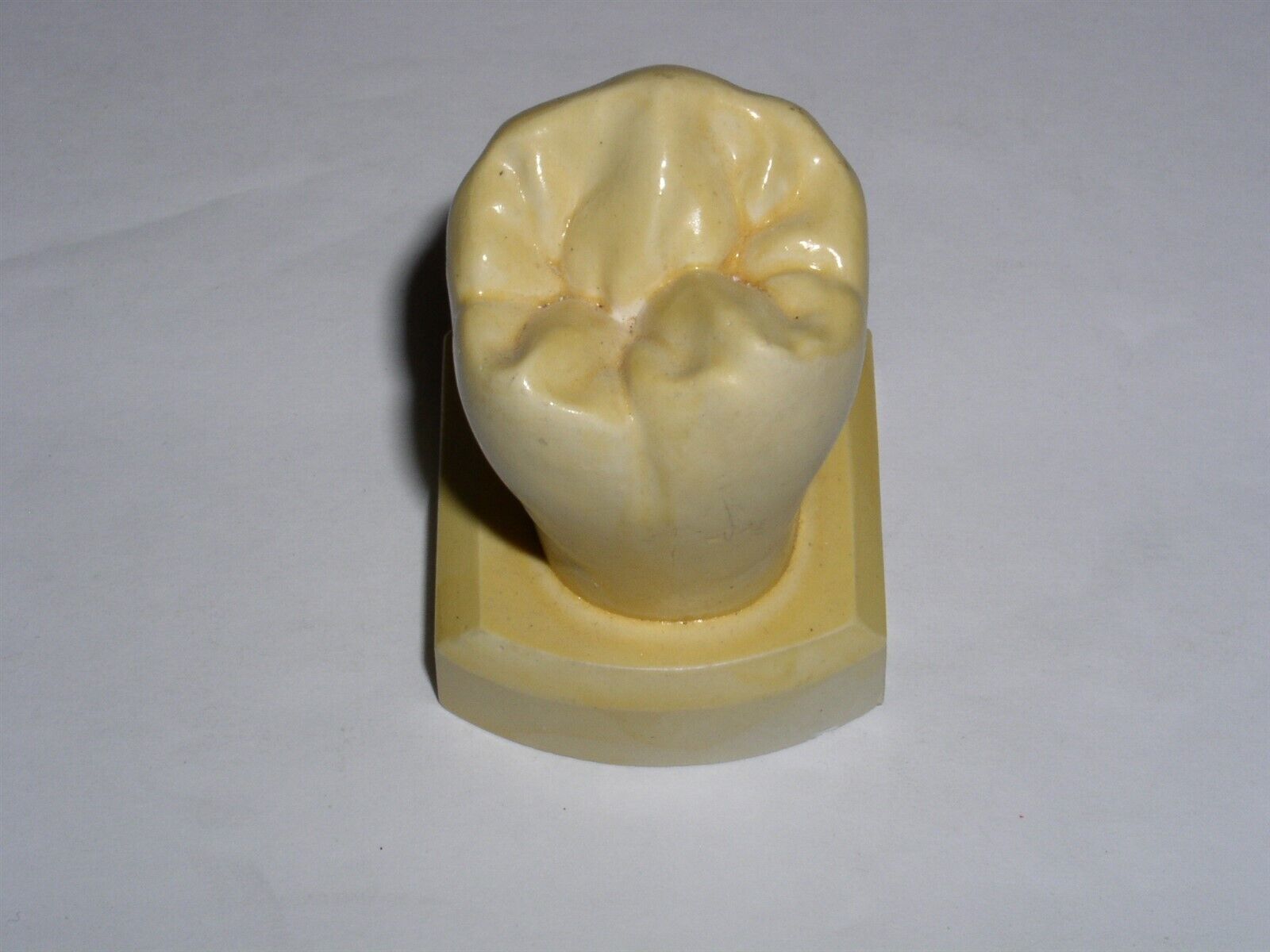 Dental Tooth Model Plaster Cast Anatomy Morphology Teaching Lower 2nd Bi... - $17.99