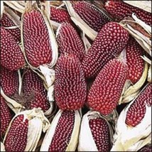 150 Red Strawberry Popcorn Corn Zea Mays Vegetable   - £13.33 GBP