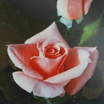Sonia Grandiflora Rose 5 Gal. Pink Coral Bush Plants Shrub Live Plant Fine Roses - £93.02 GBP