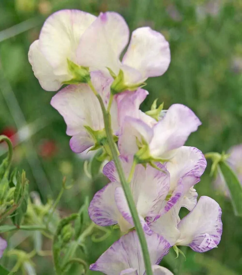 50 Seeds Sweet Pea High Scent Vine Most Fragrant And Bi-Colored Flowers Non-GMO - $8.98