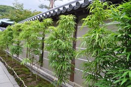 Bambusa “Lady Finger” Clumping Non-Invasive Bamboo Plant Large 1 Gallon Size - £51.95 GBP