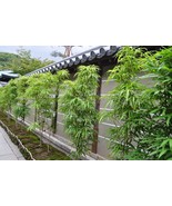 Bambusa “Lady Finger” Clumping Non-Invasive Bamboo Plant Large 1 Gallon ... - $65.00