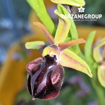 OPHRYS MAMMOSA &quot;BEE ORCHID&quot; EUROPEAN TERRESTRIAL ORCHID TUBER - $27.00