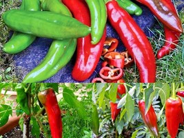 100+ Seeds Anaheim Chili Pepper Heirloom Vegetable Garden Container Easy - £13.14 GBP