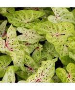 PSA Caladium Miss Muffett 3 Plant Bulbs Summer Color Foliage Fast Growing - $817.69 MXN
