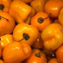 25 Orange Manzano Pepper Seeds Gardening USA SELLER - £10.79 GBP