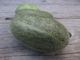 Cucumbermelon Antepin en Iyisi - Best of Antep - 5+ seeds - Cu 042 - £1.56 GBP