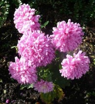 30 Duchess Coral Paeony Aster French Peony Callistephus Flower Seeds Fresh Seeds - $14.50