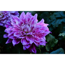 Supreme Dahlia (Dinnerplate) 15 Seeds  Free Shipping - £4.80 GBP